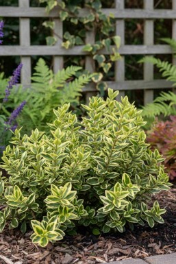 Hebe 'Pinocchio' buske