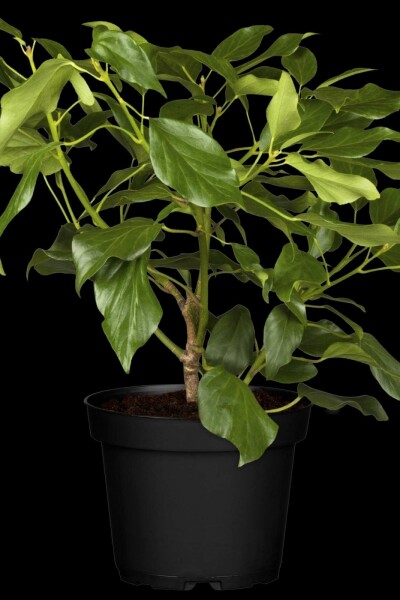 Hedera colchica 'Arborescens'