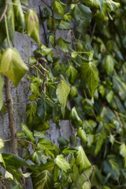 Storbladig murgröna Hedera colchica 'Fall Favourite' buske Hedera colchica 'Fall Favourite' buske