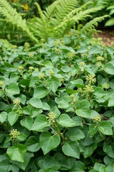 Hedera helix 'Arbori Compact' buske