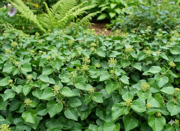 Hedera helix 'Arbori Compact' buske