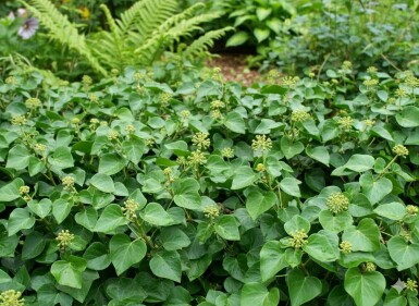 Hedera helix 'Arbori Compact' buske