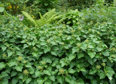 Hedera helix 'Arbori Compact' buske