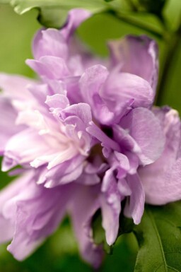 Hibiskus Hibiscus syriacus 'Ardens' buske Hibiscus syriacus 'Ardens' buske