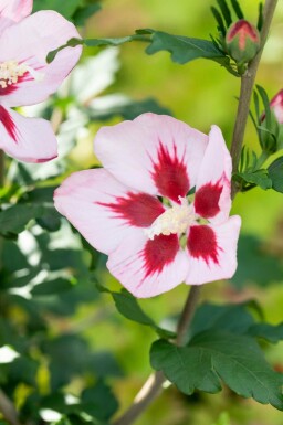 Trädgårdshibiskus Hibiscus syriacus 'Hamabo' buske Hibiscus syriacus 'Hamabo' buske