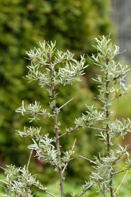 Havtorn Hippophae rhamnoides buske Hippophae rhamnoides buske