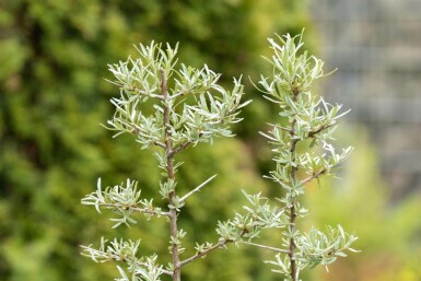 Havtorn Hippophae rhamnoides buske Hippophae rhamnoides buske