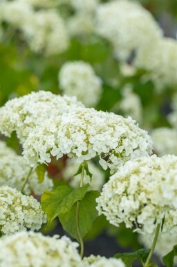 Hortensia Hydrangea ‘Strong Annabelle’ buske Hydrangea ‘Strong Annabelle’ buske