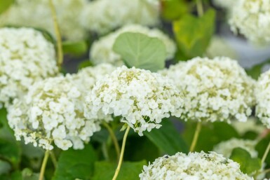Hortensia Hydrangea ‘Strong Annabelle’ buske Hydrangea ‘Strong Annabelle’ buske