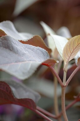 Sammetshortensia Hydrangea aspera 'Hot Chocolate' buske Hydrangea aspera 'Hot Chocolate' buske
