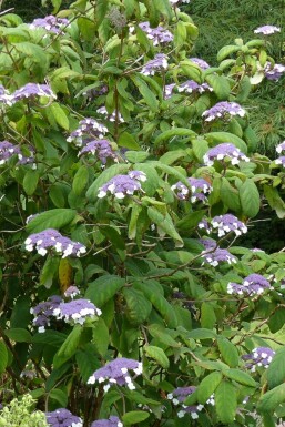 Sammetshortensia Hydrangea aspera 'Sargentiana' buske Hydrangea aspera 'Sargentiana' buske