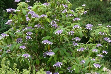 Sammetshortensia Hydrangea aspera 'Sargentiana' buske Hydrangea aspera 'Sargentiana' buske