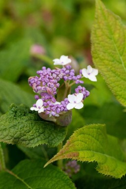 Hortensia Hydrangea involucrata buske Hydrangea involucrata buske