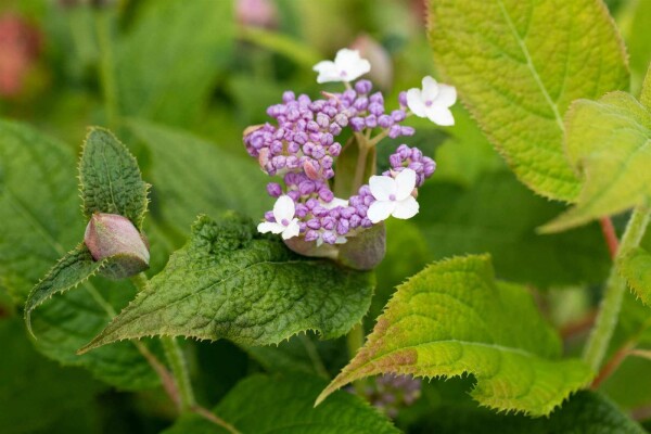 Hydrangea involucrata buske
