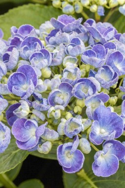 Hortensia Hydrangea macrophylla 'Ayesha' buske Hydrangea macrophylla 'Ayesha' buske