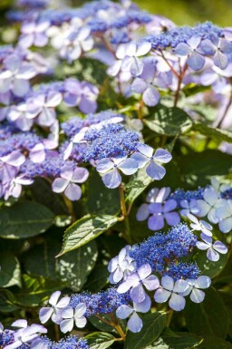 Hortensia Hydrangea macrophylla 'Bodensee' buske Hydrangea macrophylla 'Bodensee' buske