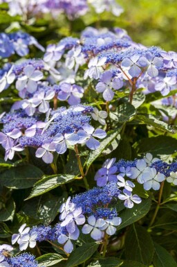 Hortensia Hydrangea macrophylla 'Mariesii Perfecta' buske Hydrangea macrophylla 'Mariesii Perfecta' buske