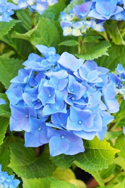 Hydrangea macrophylla 'Nikko Blue'