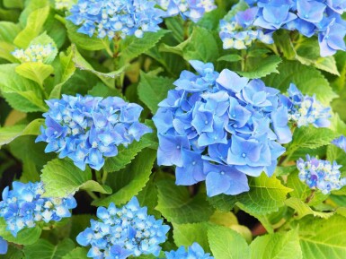 Hydrangea macrophylla 'Nikko Blue'