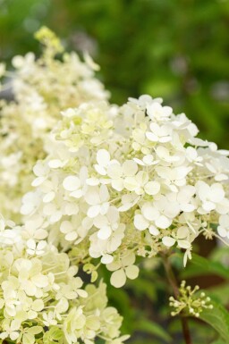 Syrenhortensia Hydrangea paniculata 'Bobo' buske Hydrangea paniculata 'Bobo' buske