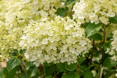 Syrenhortensia Hydrangea paniculata 'Bobo' buske Hydrangea paniculata 'Bobo' buske