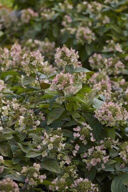 Hortensia Hydrangea paniculata 'Dart's Little Dot' buske Hydrangea paniculata 'Dart's Little Dot' buske