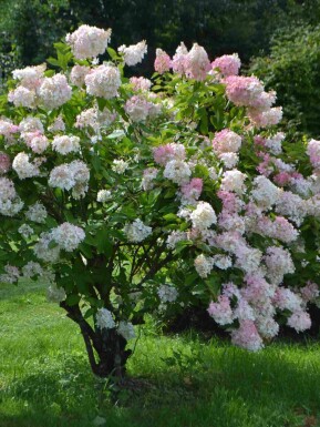 Syrenhortensia Hydrangea paniculata 'Grandiflora' buske Hydrangea paniculata 'Grandiflora'