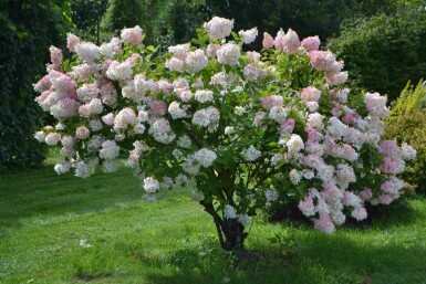 Syrenhortensia Hydrangea paniculata 'Grandiflora' buske Hydrangea paniculata 'Grandiflora'