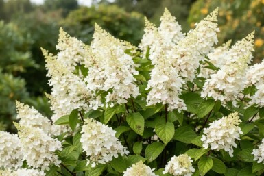 Hydrangea paniculata 'Kyushu' buske