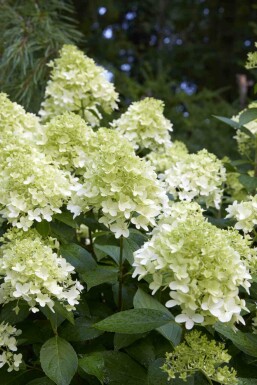 Syrenhortensia Hydrangea paniculata 'Little Spooky' buske Hydrangea paniculata 'Little Spooky' buske