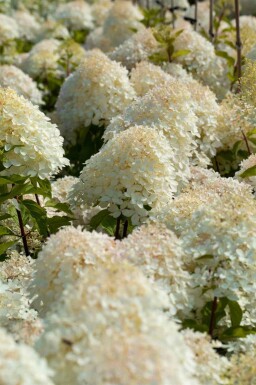 Syrenhortensia Hydrangea paniculata 'Phantom' buske Hydrangea paniculata 'Phantom' buske