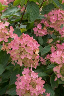 Syrenhortensia Hydrangea paniculata 'Pink Diamond' buske Hydrangea paniculata 'Pink Diamond' buske