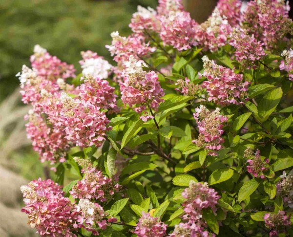Hydrangea paniculata 'Pinky Winky' buske