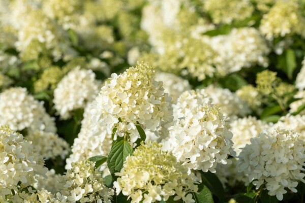 Hydrangea paniculata 'Skyfall' buske