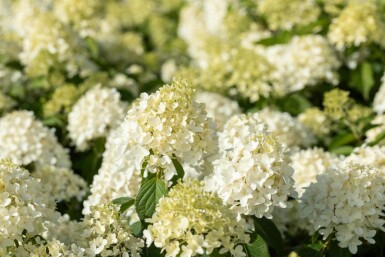 Syrenhortensia Hydrangea paniculata 'Skyfall' buske Hydrangea paniculata 'Skyfall' buske