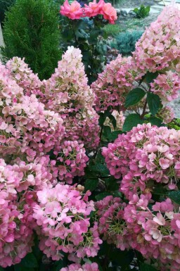 Syrenhortensia Hydrangea paniculata 'Sundae Fraise' buske Hydrangea paniculata 'Sundae Fraise' buske