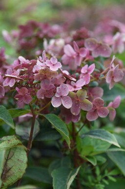 Syrenhortensia Hydrangea paniculata 'Switch Ophelia' buske Hydrangea paniculata 'Switch Ophelia' buske