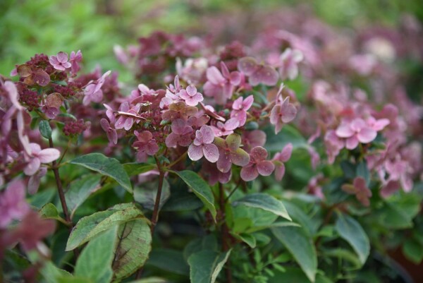 Hydrangea paniculata 'Switch Ophelia' buske