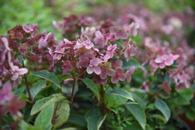 Syrenhortensia Hydrangea paniculata 'Switch Ophelia' buske Hydrangea paniculata 'Switch Ophelia' buske
