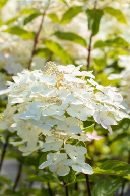 Hortensia Hydrangea paniculata 'Unique' buske Hydrangea paniculata 'Unique' buske