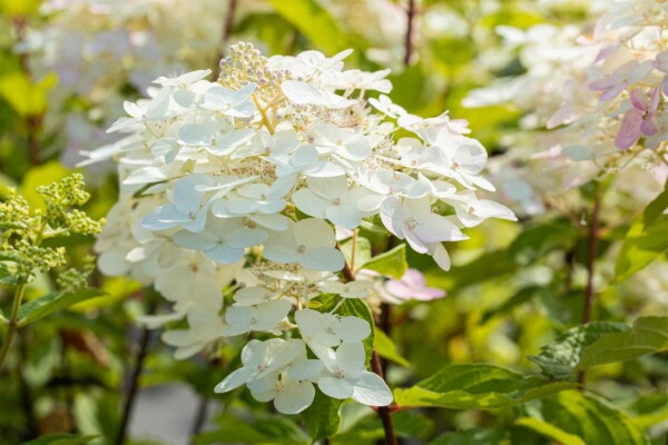 Hydrangea paniculata 'Unique' buske
