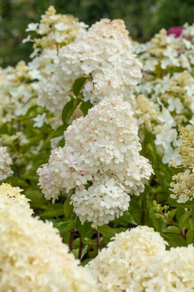 Hydrangea paniculata 'Vanille Fraise' buske