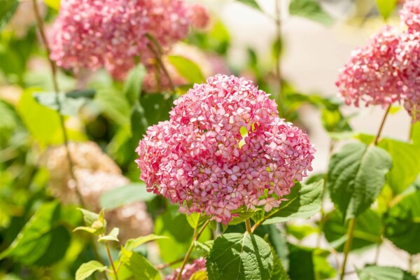 Hydrangea 'Pink Annabelle' buske