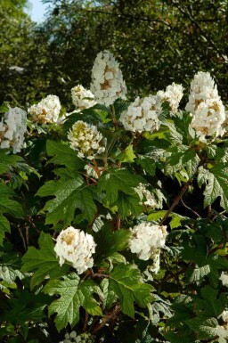 Ekbladshortensia Hydrangea quercifolia buske Hydrangea quercifolia buske