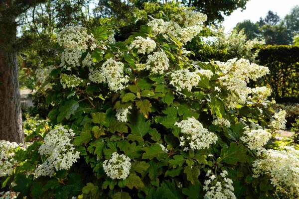 Hydrangea quercifolia buske