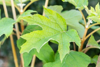 Hydrangea quercifolia C3 25-30