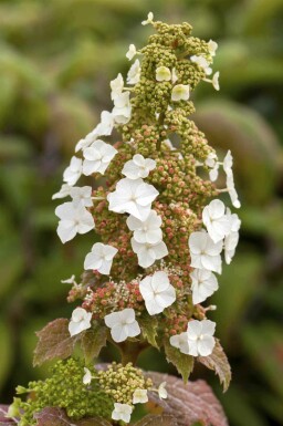 Ekbladshortensia Hydrangea quercifolia 'Burgundy' buske Hydrangea quercifolia 'Burgundy' buske