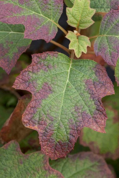 Hydrangea quercifolia 'Burgundy' buske