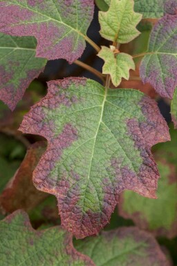 Ekbladshortensia Hydrangea quercifolia 'Burgundy' buske Hydrangea quercifolia 'Burgundy' buske