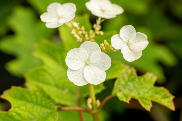 Hydrangea quercifolia 'Ruby Slippers' buske